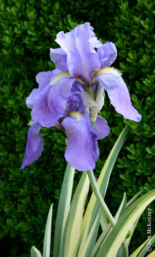 Iris_pallida_Aureovariegata_jmck_01.jpg