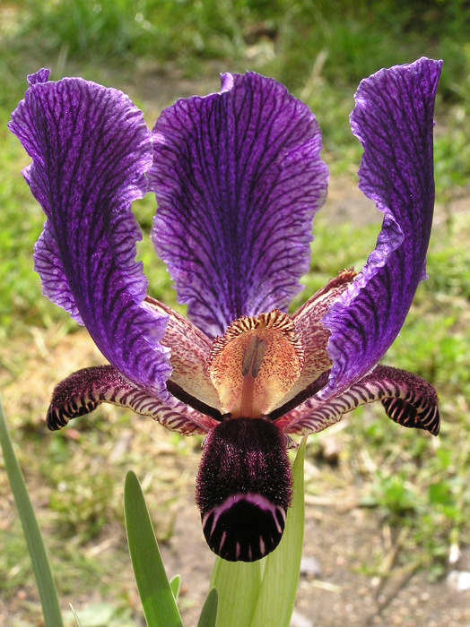 Iris_paradoxa_ssp_paradoxa.jpg