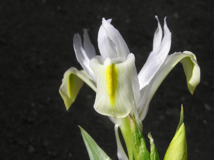 Iris_pseudocapnoides.jpg