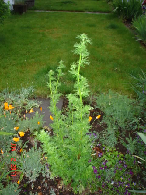 irisandlarkspur009.jpg