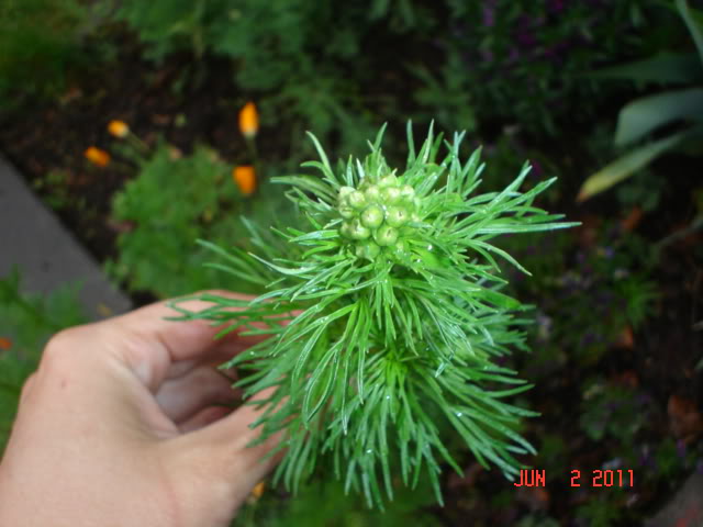 irisandlarkspur012.jpg
