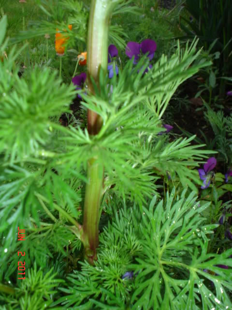 irisandlarkspur014.jpg