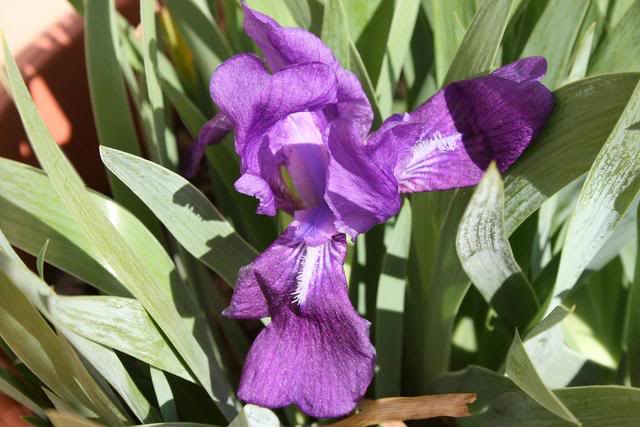 Irislutescens.jpg