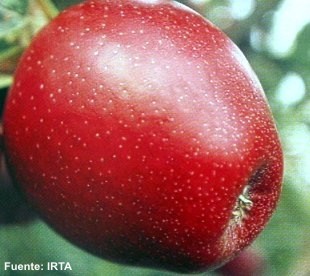 irta019deliciousearlier.jpg