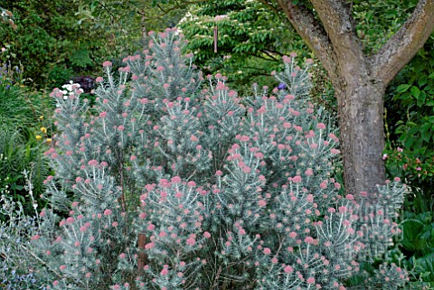 ISA357_OZOTHAMNUS_ROSMARINIFOLIUS_SILVER_JUBILEE.jpg