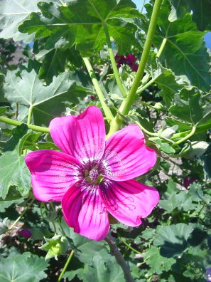 islandmallow4.jpg
