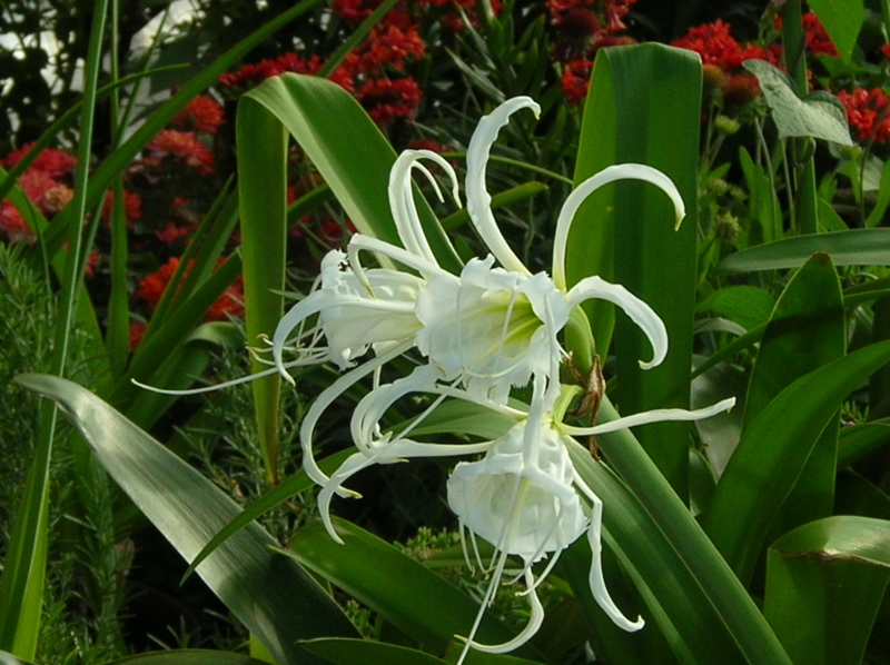 ismene_flower_trio.jpg