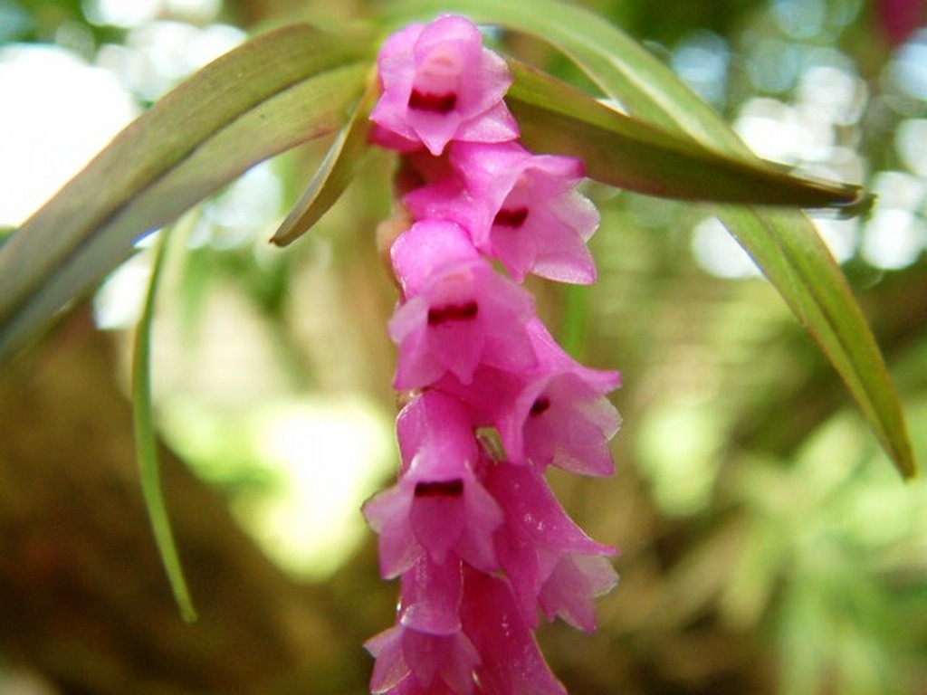 Isochilus+carnosiflorus+(2).jpg