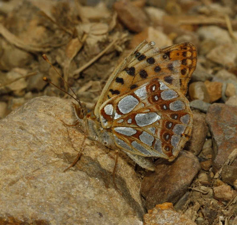 Issoria_5116.jpg