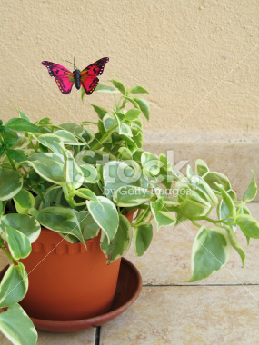 istockphoto_1316595_peperomia_scandens.jpg