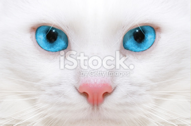 istockphoto_1971859_white_cat.jpg