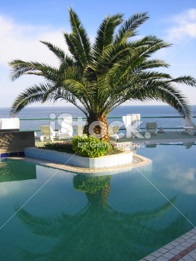 istockphoto_235382_a_palm_tree_by_swimming_pool.jpg