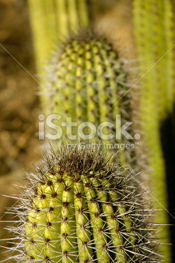 istockphoto_2589145_organ_pipe_cactus_stenocereus_thurberi_close_up.jpg
