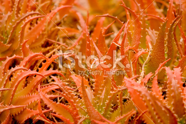 istockphoto_2703843_aloe_dorotheae.jpg
