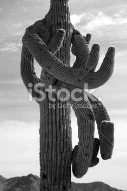 istockphoto_2806362_crazy_weird_saguaro_cactus.jpg