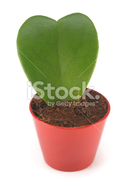 istockphoto_2836503_heart_shaped_hoya_leaf_in_a_red_flower_pot.jpg
