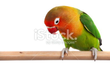 istockphoto_3746500-rosy-faced-lovebird-agapornis-roseicollis.jpg