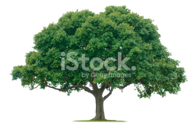 istockphoto_5038383-tree.jpg