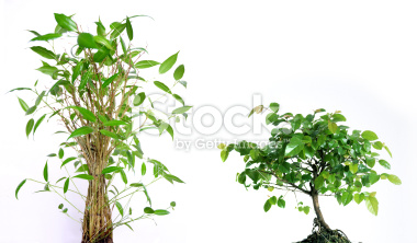 istockphoto_5802792-little-plant-and-tree.jpg