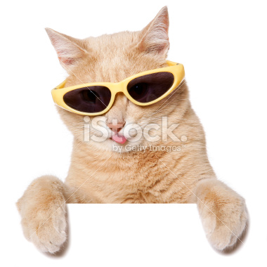 istockphoto_6202447-funny-cat-blank-sign-on-white.jpg