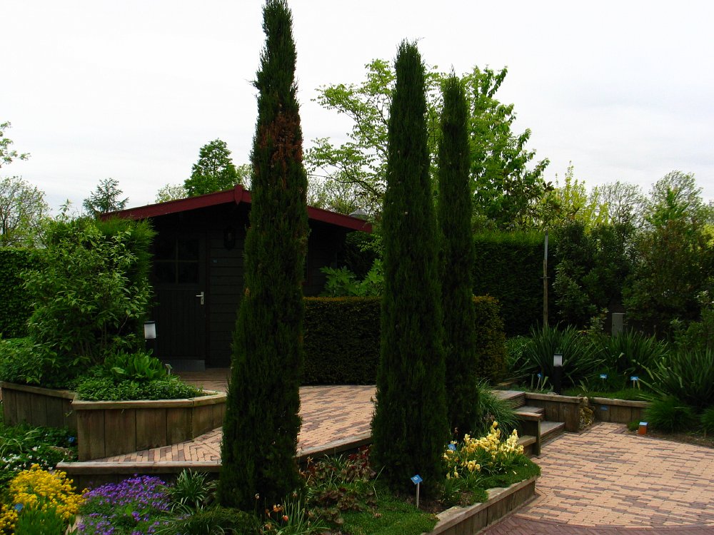 Italiaanse_cypres__Cupressus_sempervirens__Italian_cypressimg_6524.jpg