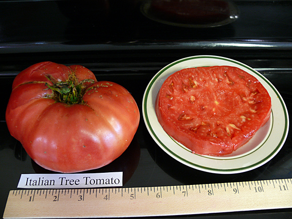 ItalianTreeTomato080.jpg