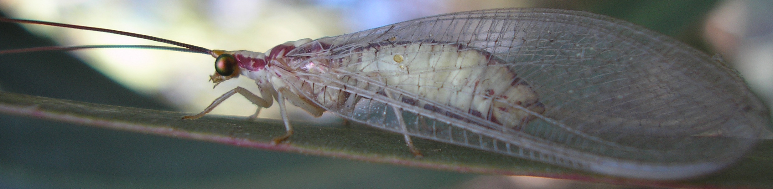 Italochrysa%20italica.jpg