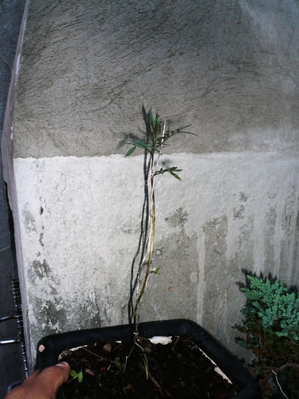 ivy.jpg