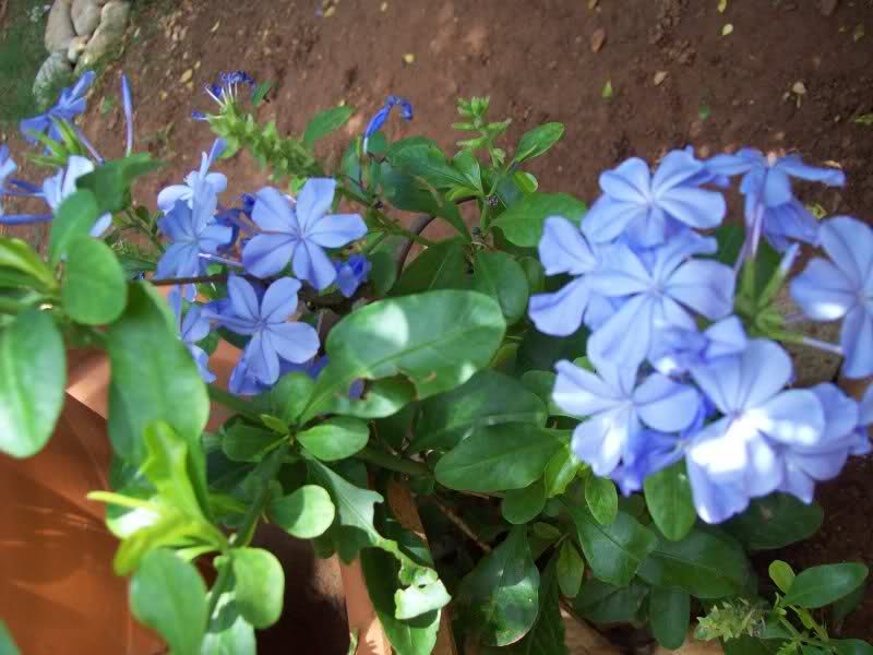 ivy1hk.jpg