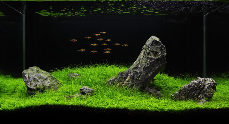 iwagumi-crop-1.jpg