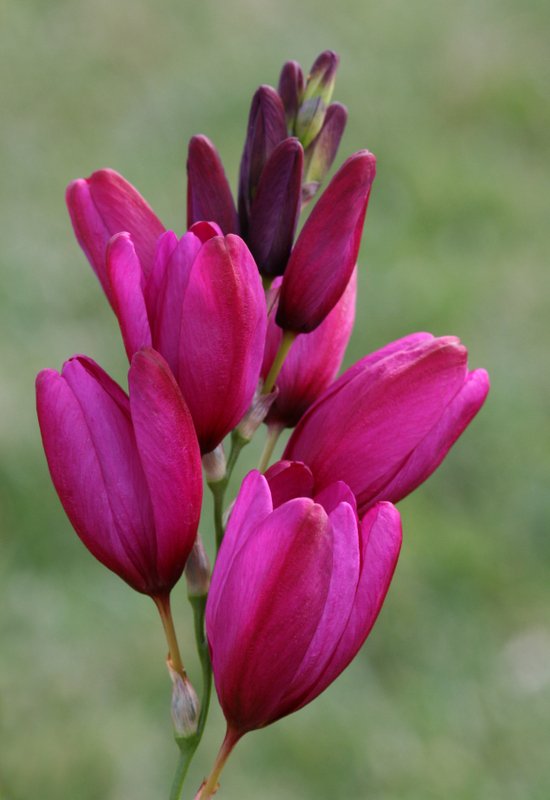 ixia_castor.jpg