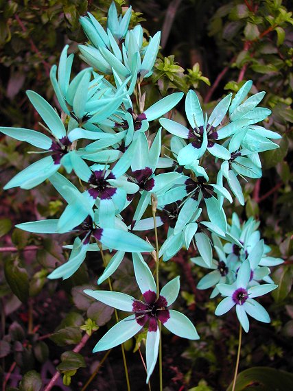 Ixia_viridiflora_6664.jpg