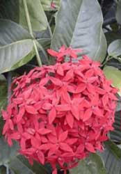 ixora-coccinea.jpg