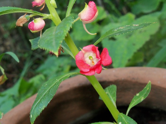 J4i1011592redkGT.jpg