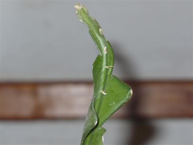 j5b68n.jpg