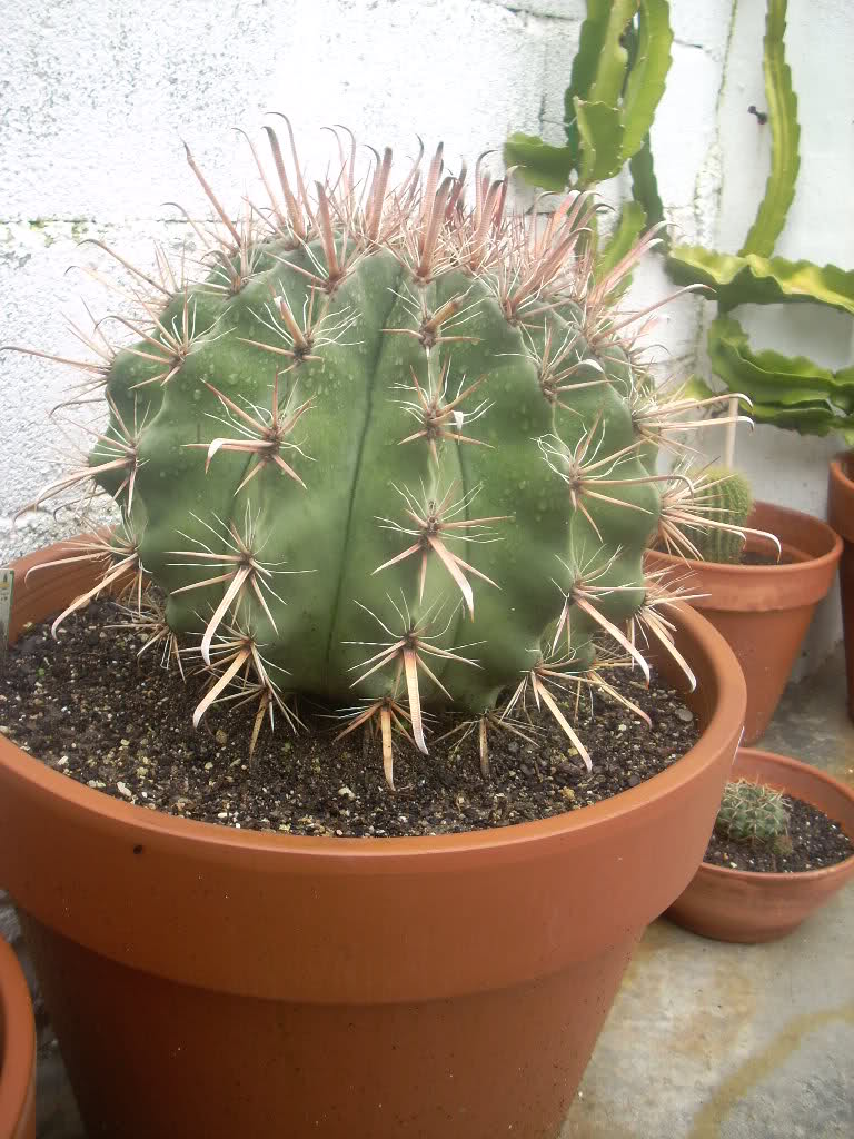j803z7.jpg