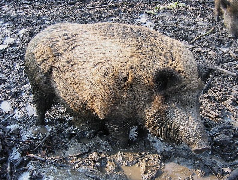jabali2.jpg