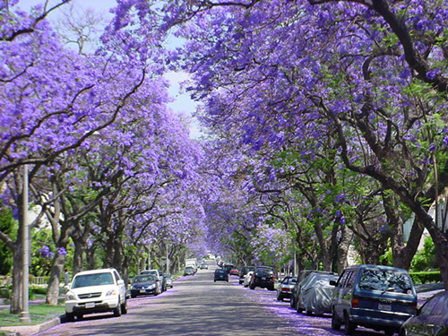 jacaranda.jpg