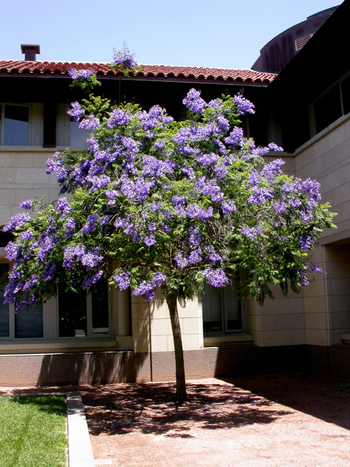 Jacaranda.jpg