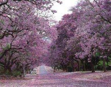 jacaranda-mimosaefolia.jpg