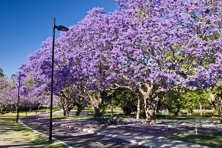 Jacaranda-mimosifolia-resized-56a98c763df78cf772a82c41.jpg