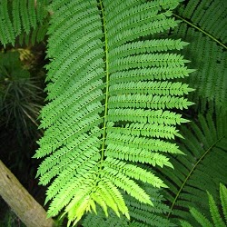 Jacaranda+mimosifolia2.jpg