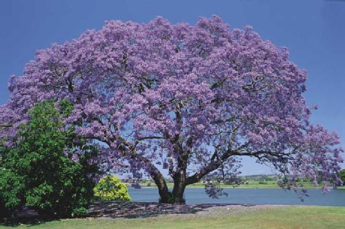 jacaranda1.jpg