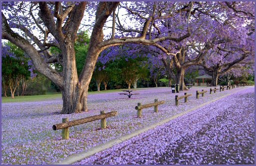 jacaranda3.jpg