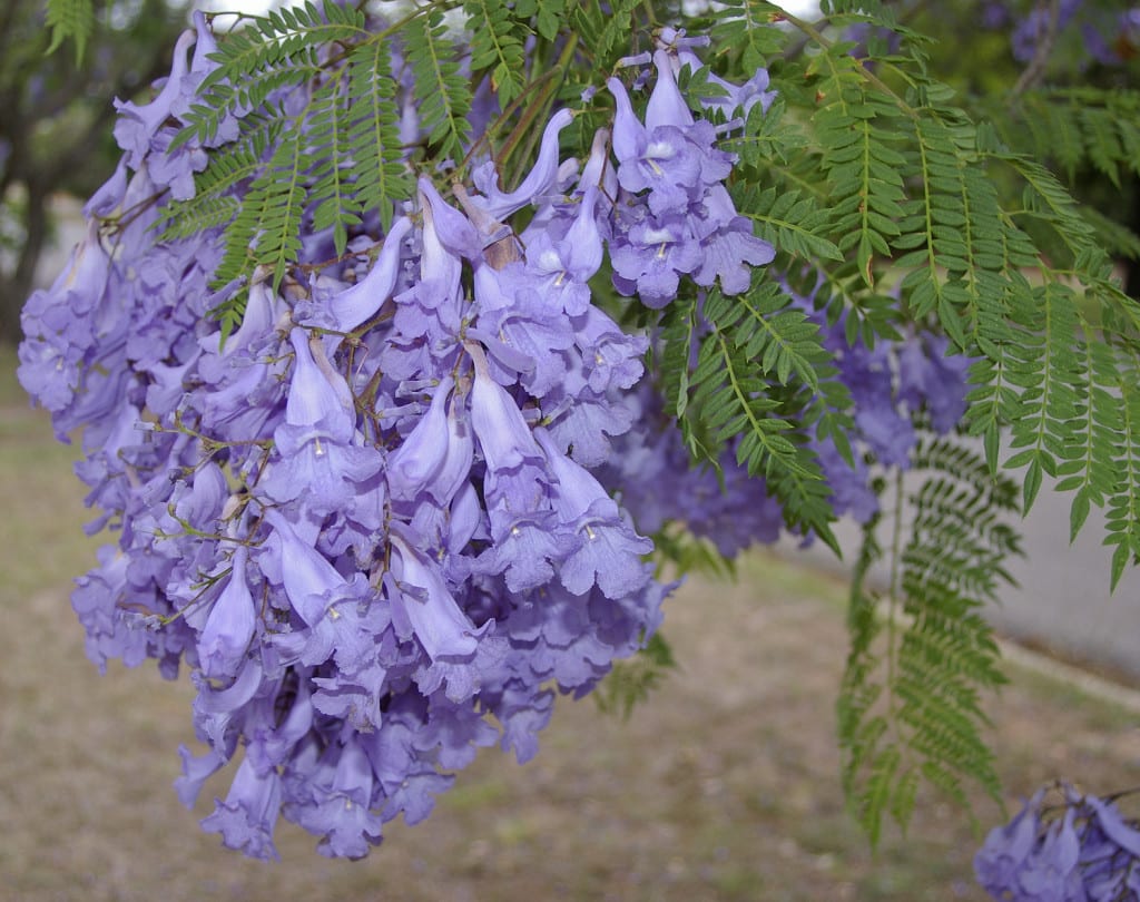 Jacaranda_mimosifolia-1024x810.jpg