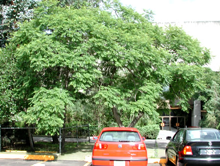 jacaranda_mimosifolia.jpg