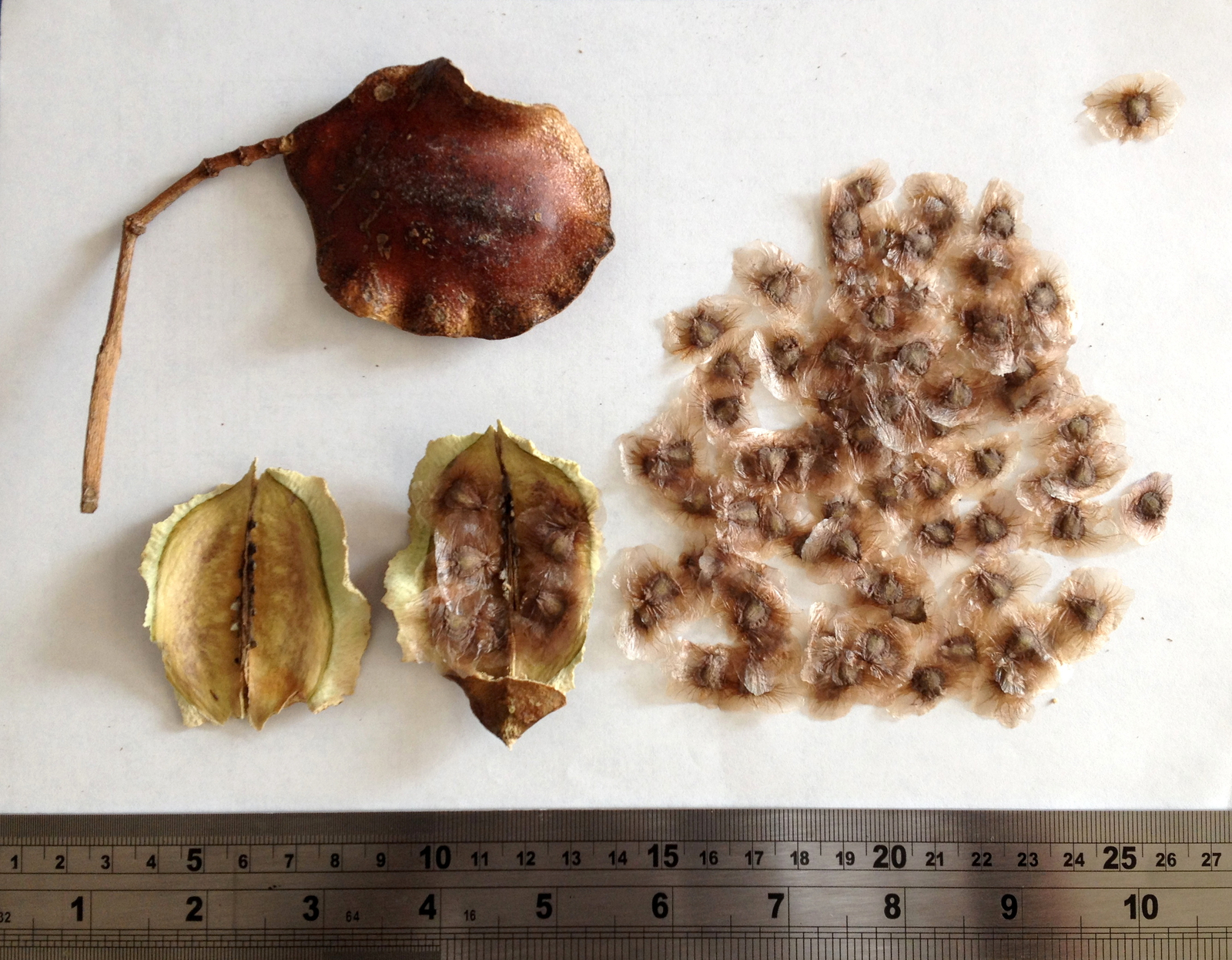 Jacaranda_seeds.jpg