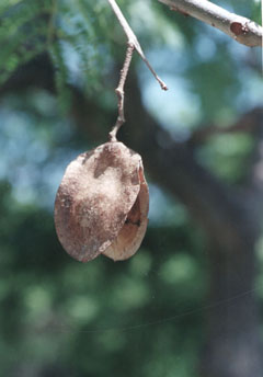 Jacarandacapsule.jpg