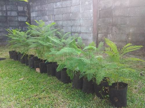 jacarandas_arbol.jpg