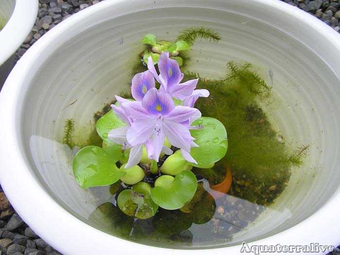 Jacinto-de-Agua-05.jpg